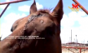 停止虐待動物
遭背叛而喪命的馬兒：凱蒂亞路易絲拯救美國的馬