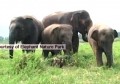 Pupia - Gajah Kecil, Kisah Besar