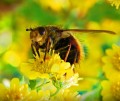 Vo ve về loài ong:
Loài ong thợ tuyệt vời 
của thiên nhiên
