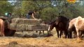 O Santuário Wild Horse: A última chance amorosa para cavalos e burros, na Califórnia, EUA - Parte 1 / 2