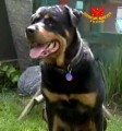 Dave, o cativante papai canino Rottweiler - P1 / 2