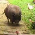 مزرعه ی بوتنلند آلمان: خانه ی بازنشستگی مهربان برای حیوانات -قسمت ۱ از ۲ قسمت (به زبان آلمانی)