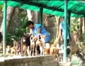 Equipes de Resgate Animal da Índia: Consórcio Cruzados da Compaixão e Fundo dos Direitos Animais (em híndi)