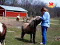 SASHA Farm: maior santuário de animais de fazenda no coração dos EUA