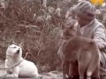 Happy & Mu-Jin: Kehidupan Penuh Kasih sebagai Anjing Kuil Vegan di Korea Selatan (Dalam Bahasa Korea)