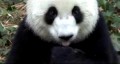 Panda Raksasa China: Duta Perdamaian - Bag.1/2 (Dalam Bahasa China)