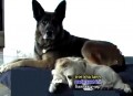 Kisah Nyata Fluff & the Buff: Anjing-Anjing Vegan Polka & Wijbert 
