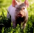 Oink! Ein Treffen mit Star-Schweinen aus dem Film „Charlotte’s Web“
