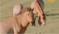 Le fier esprit des chevaux sauvages Takhi de Mongolie – partie 1 / 2 (en mongol)
