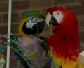 25 Years of Love: Britain's Safehaven Parrot Refuge