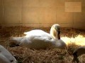 In the Shape of Love: The Swan Sanctuary of Surrey, UK