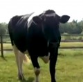 The Interesting Inner Lives and High Intelligence of Cows