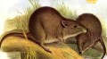 Saving Endangered Aussie Animals: Gilbert’s Potoroo and Hairy-Nosed Wombat