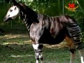 It's a Zebra. It's a Horse. ...No, It's an Okapi!