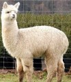 Admirable Alpacas of South America (In Spanish)